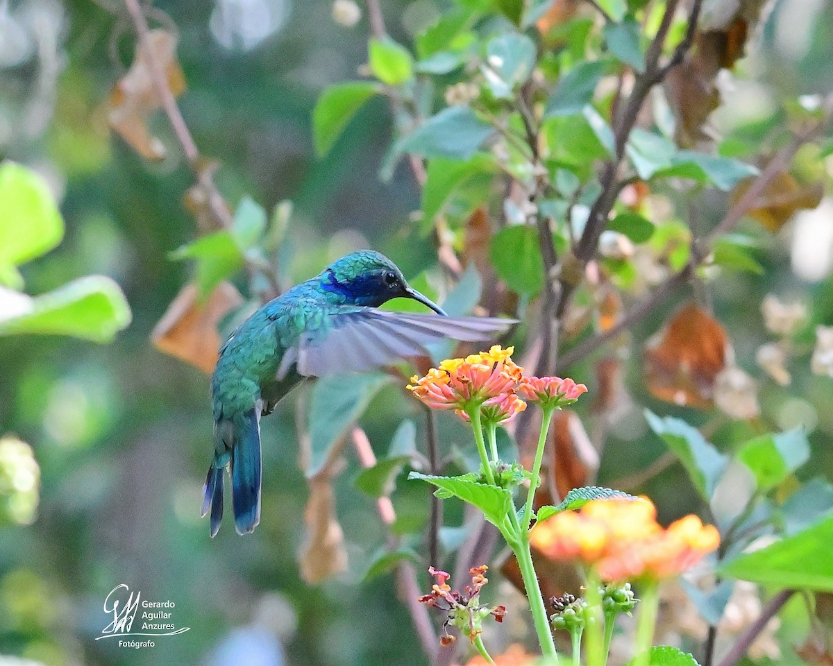 Mexican Violetear - Gerardo Aguilar Anzures