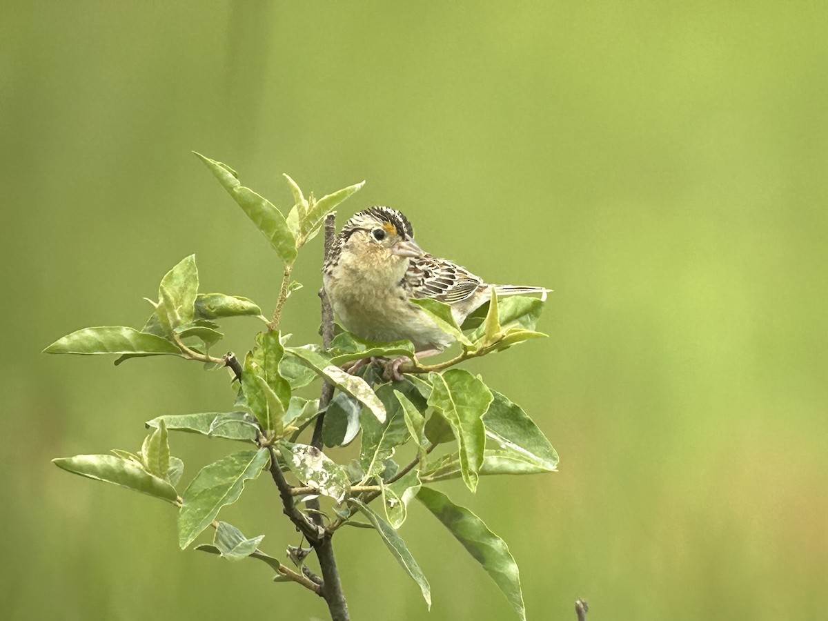Grasshopper Sparrow - ML619161317