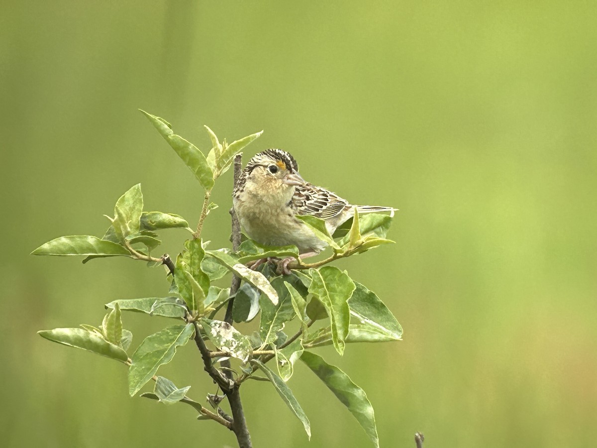 Grasshopper Sparrow - Chuck Estes