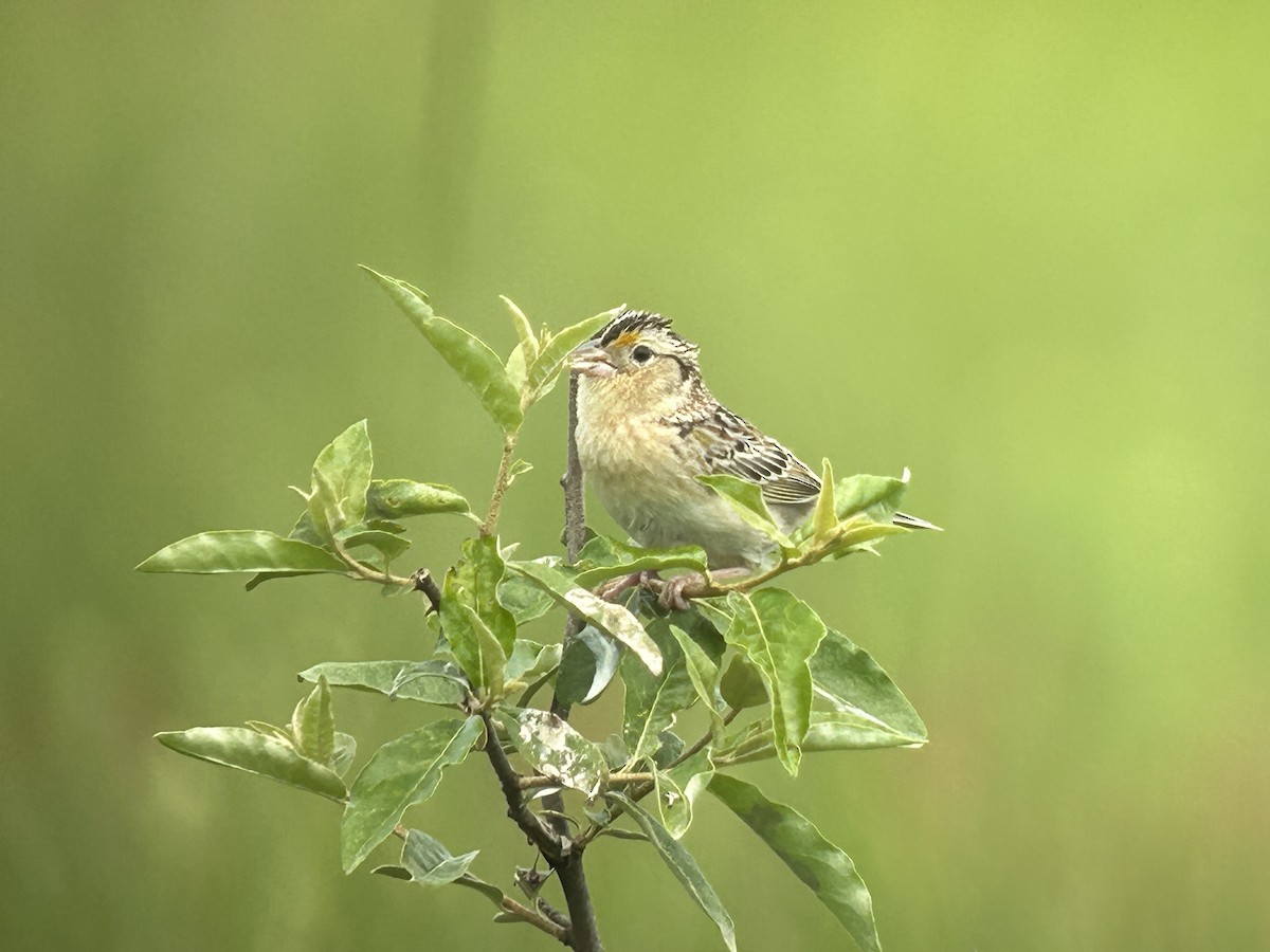 Grasshopper Sparrow - ML619161318