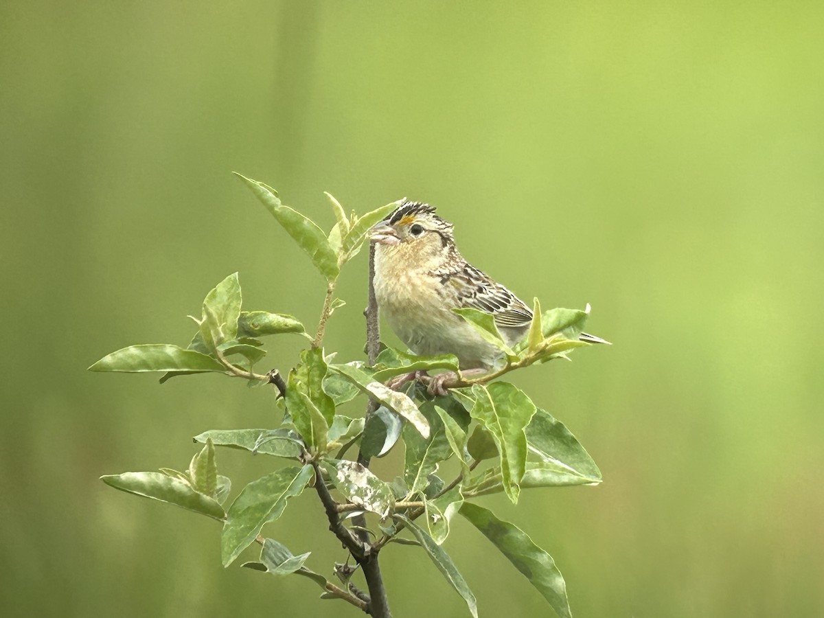 Grasshopper Sparrow - Chuck Estes