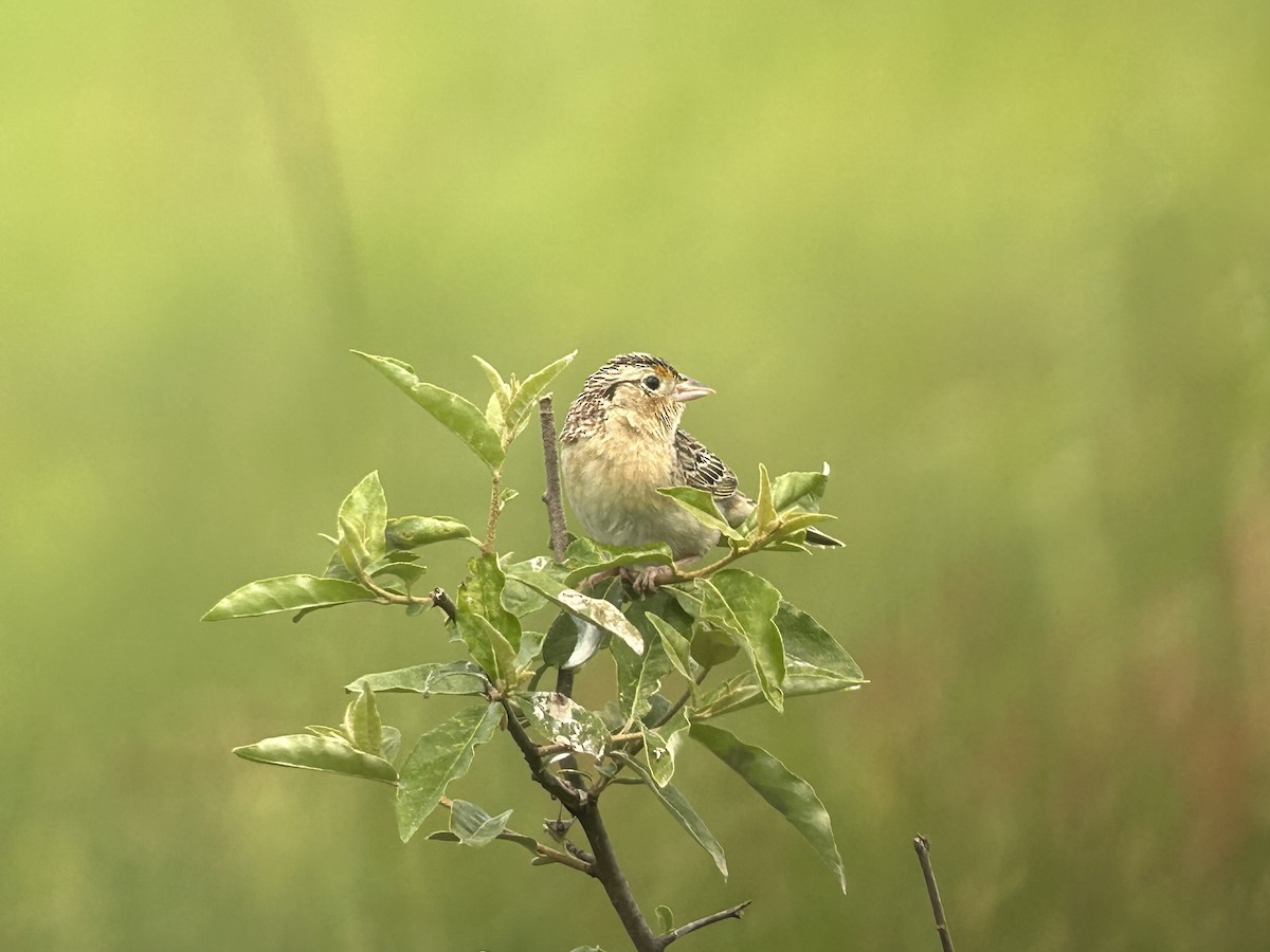 Grasshopper Sparrow - Chuck Estes