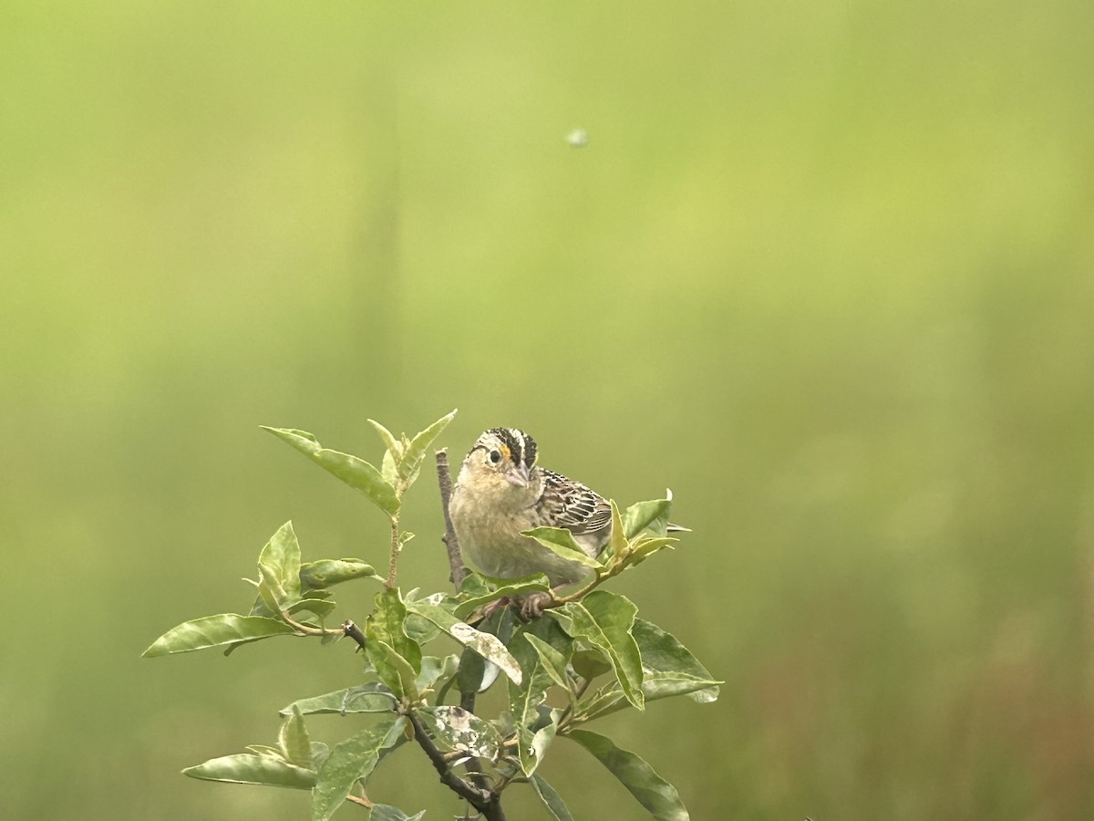 Grasshopper Sparrow - Chuck Estes