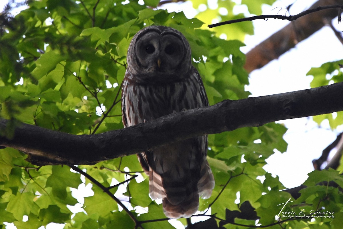 Barred Owl - Historical Erie County Pa Bird Data