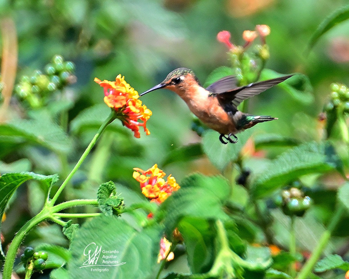 Sparkling-tailed Hummingbird - Gerardo Aguilar Anzures