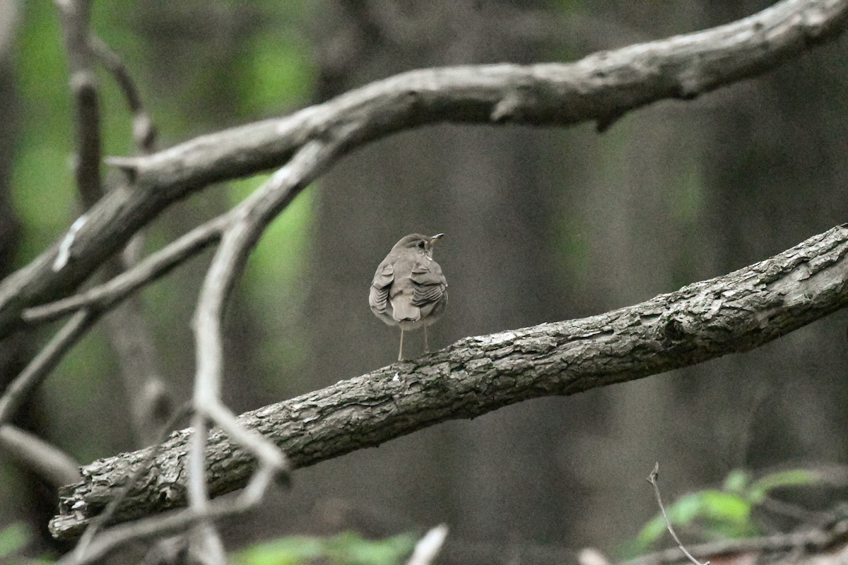 Bicknell's Thrush - Jessica Coss