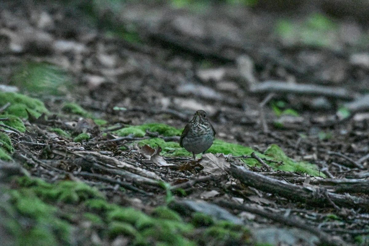 Bicknell's Thrush - Jessica Coss