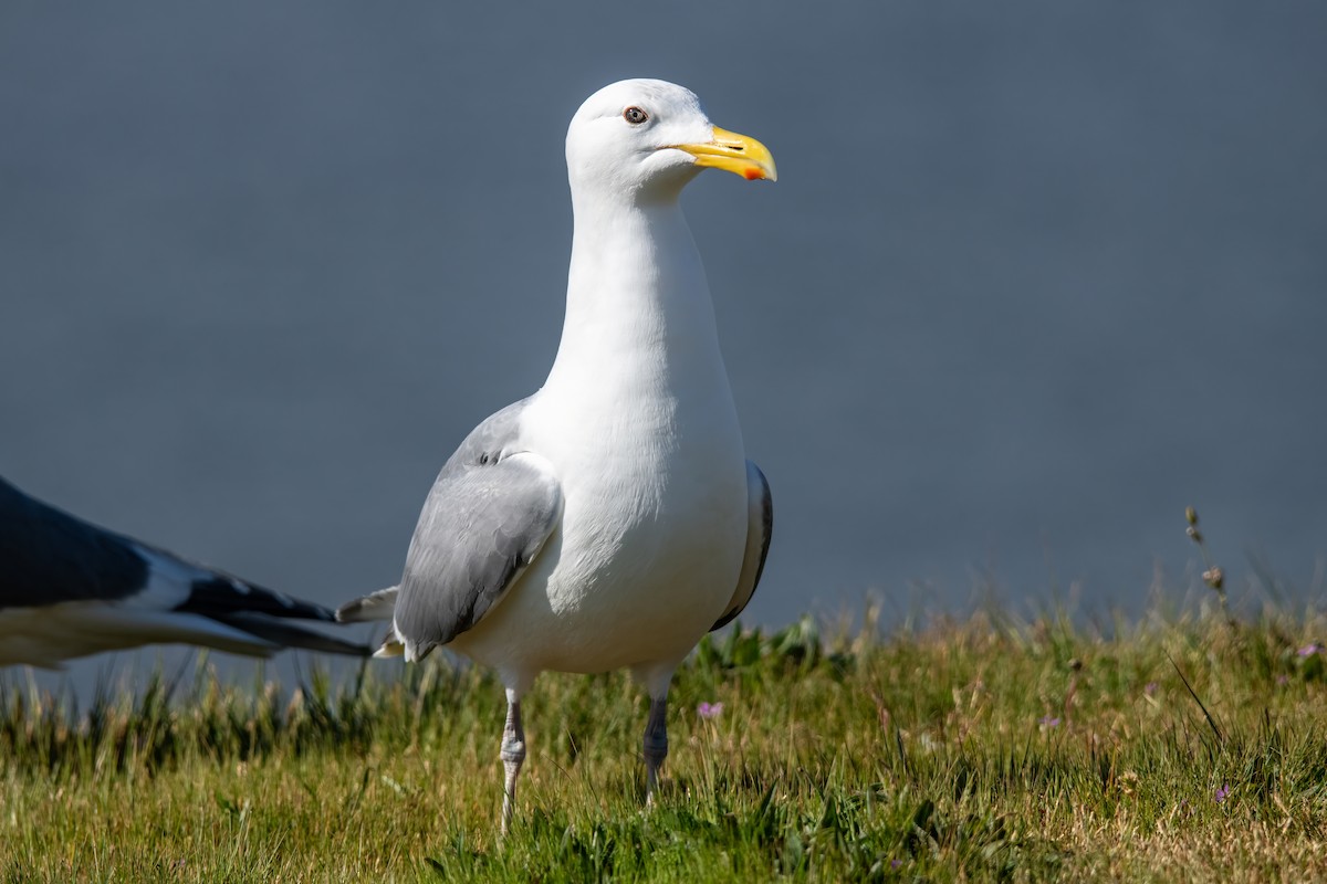 Glaucous-winged Gull - Dominic More O’Ferrall