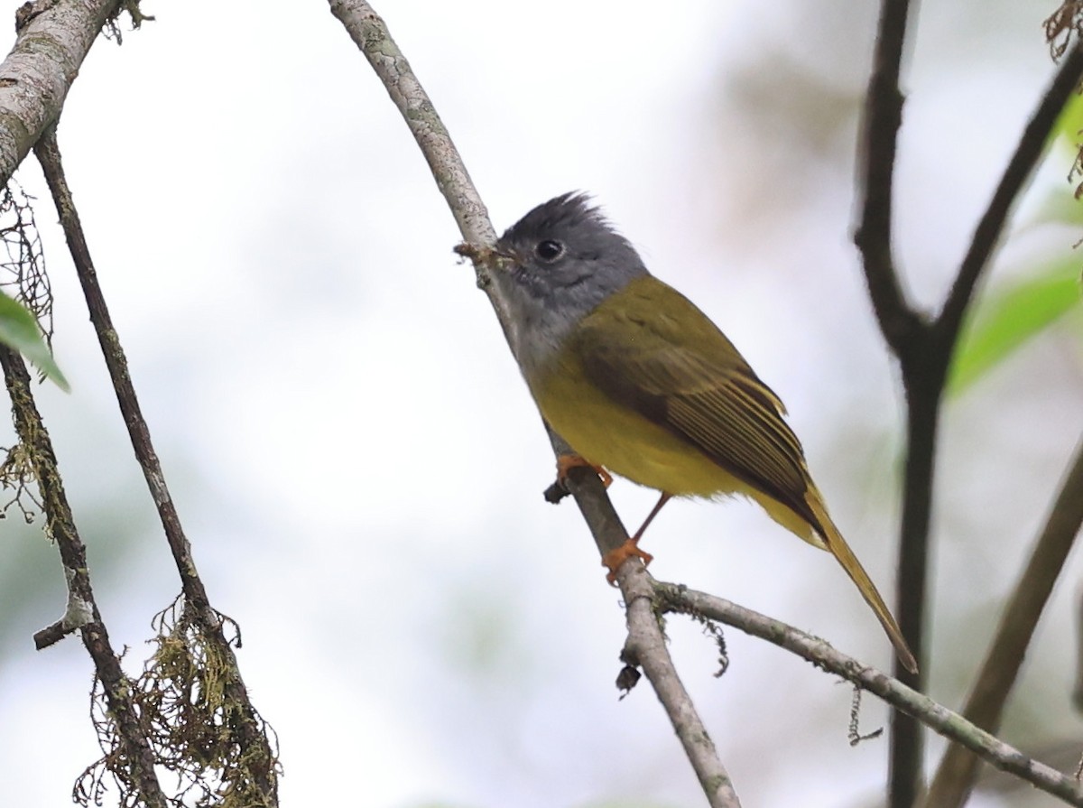 Gray-headed Canary-Flycatcher - Vijaya Lakshmi