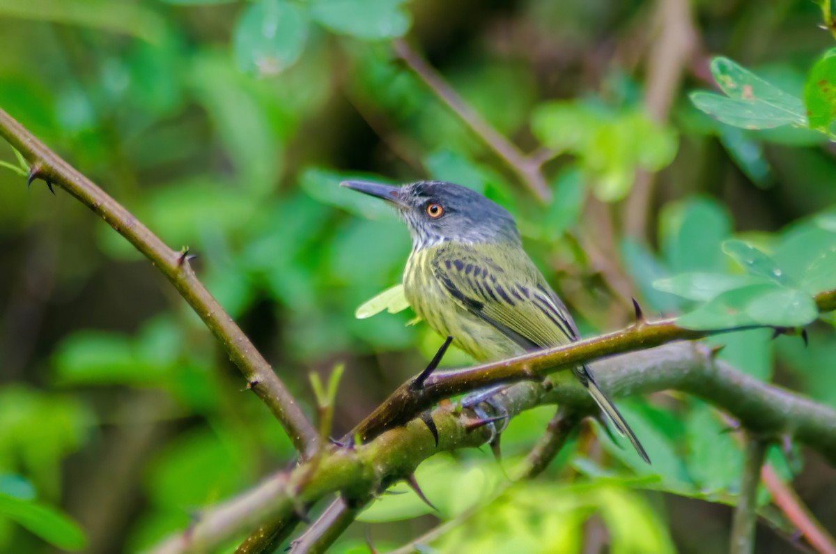 Spotted Tody-Flycatcher - MANOEL AUGUSTO CHAVES