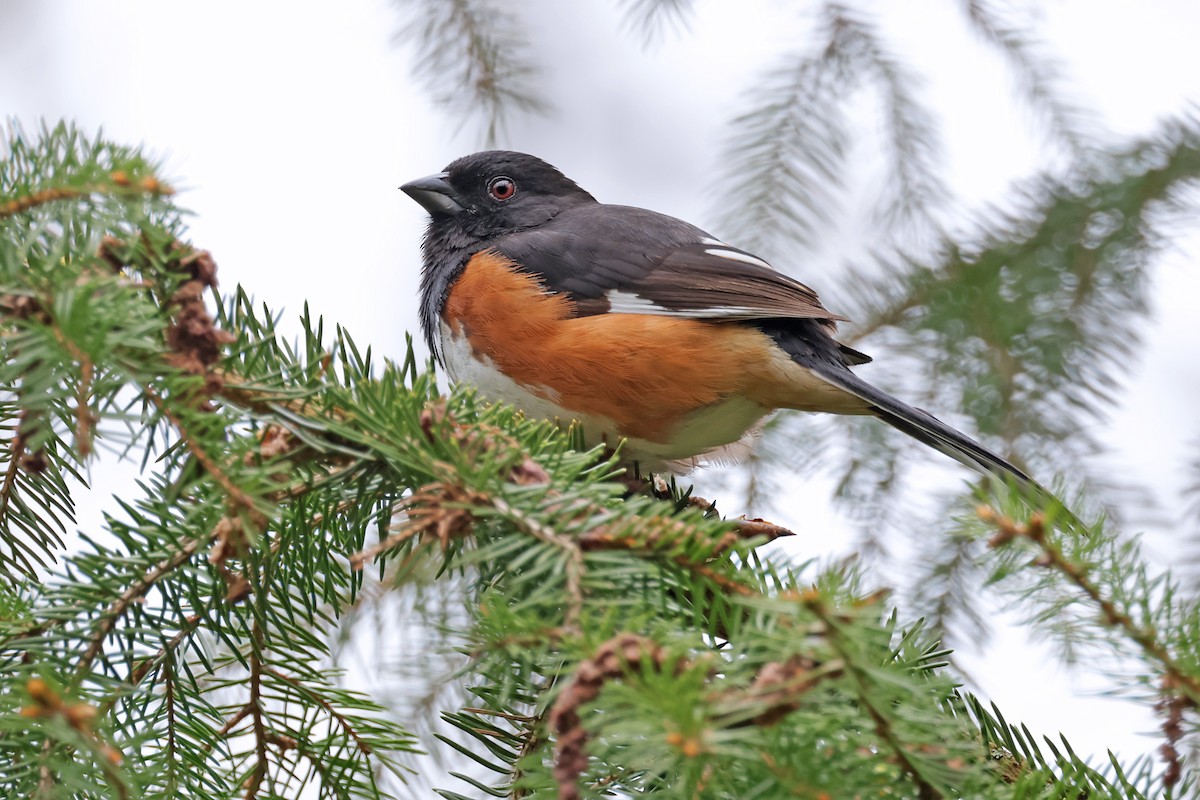 Eastern Towhee - Nathan Wall