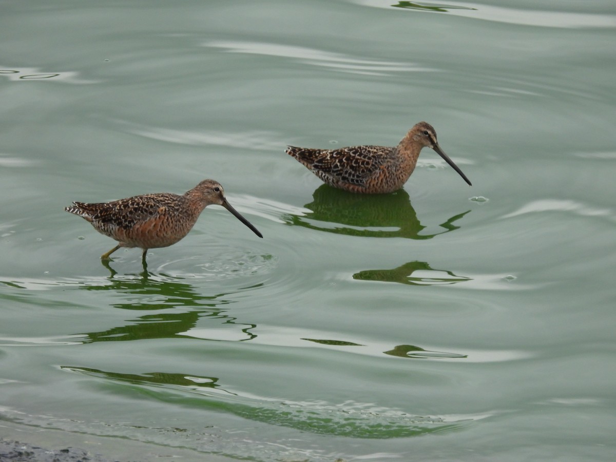 Long-billed Dowitcher - ML619161364