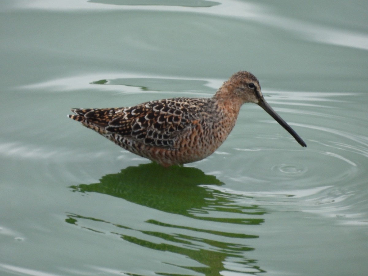 Long-billed Dowitcher - ML619161374