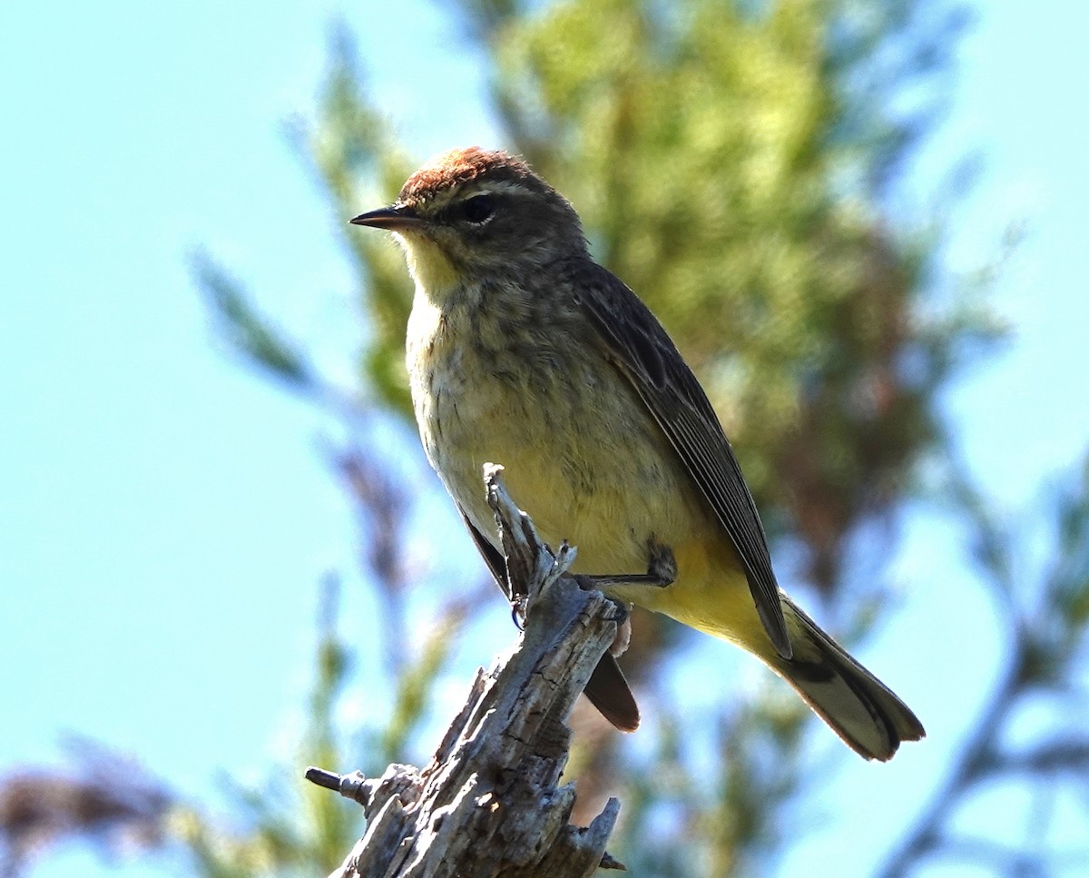 Paruline à couronne rousse - ML619161382