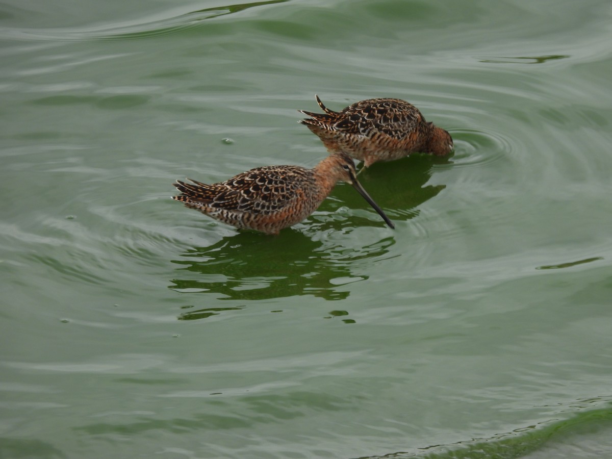 Long-billed Dowitcher - ML619161386