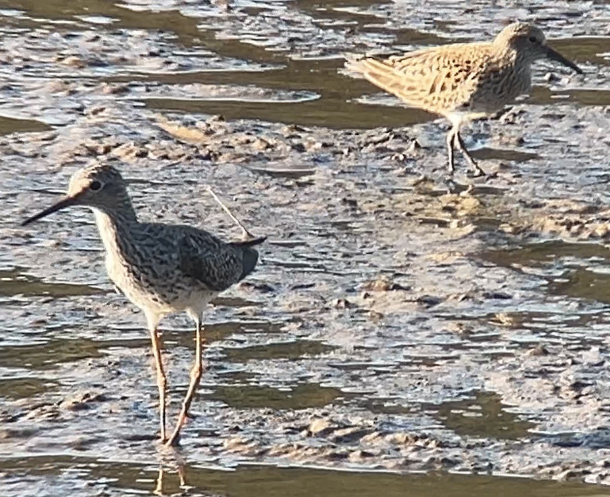 Lesser Yellowlegs - Mark McShane