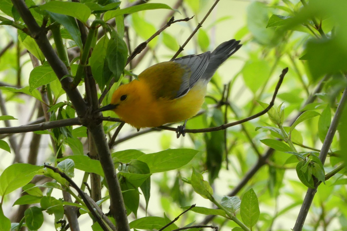 Prothonotary Warbler - Peter Dunwiddie