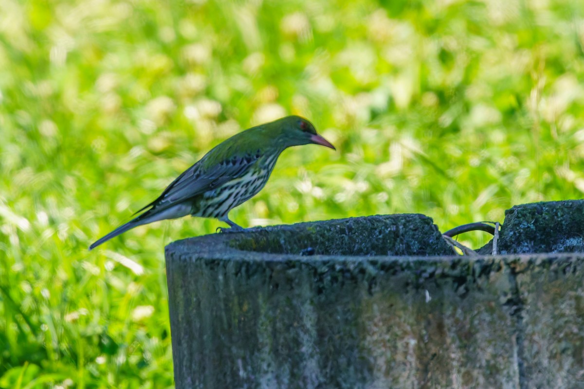 Olive-backed Oriole - James Churches