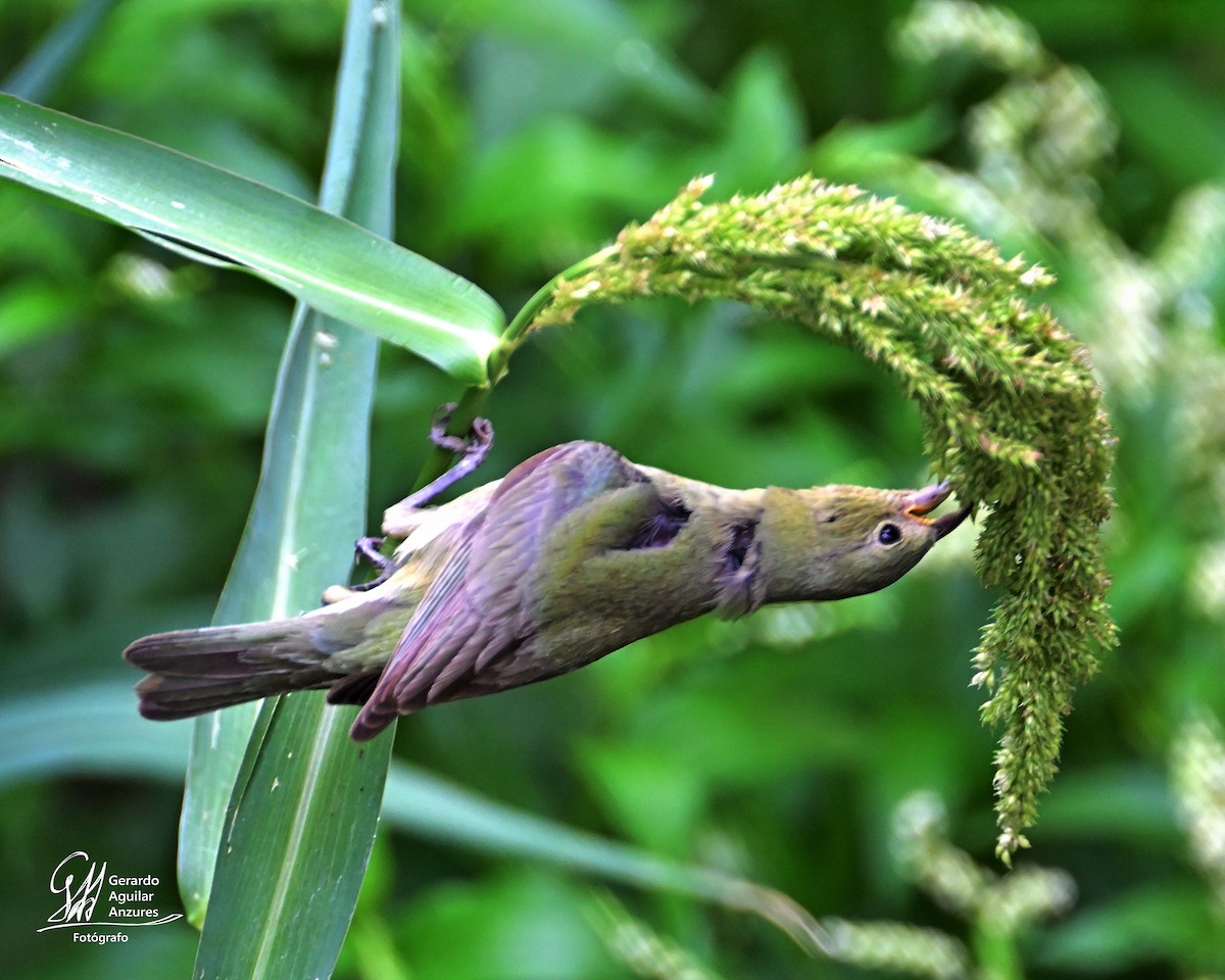 Painted Bunting - Gerardo Aguilar Anzures