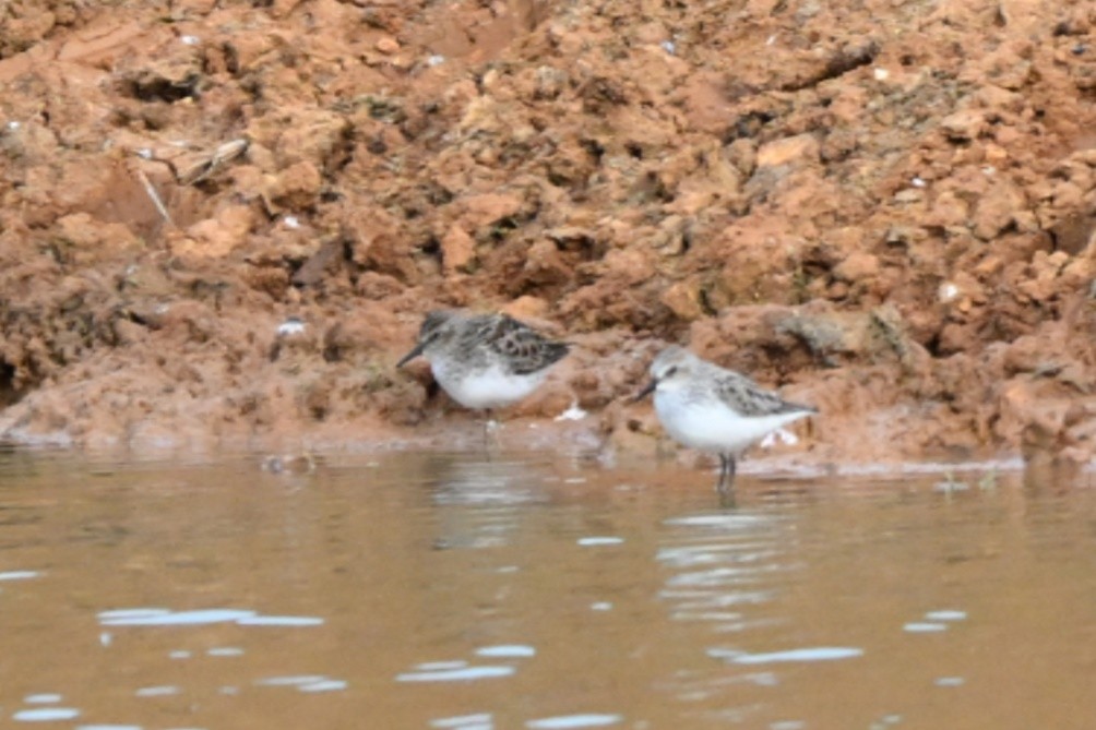 Least Sandpiper - Roy Knispel