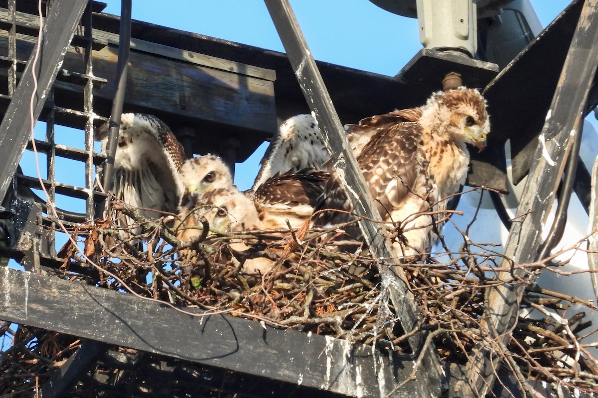 Red-tailed Hawk - Anne Ensign