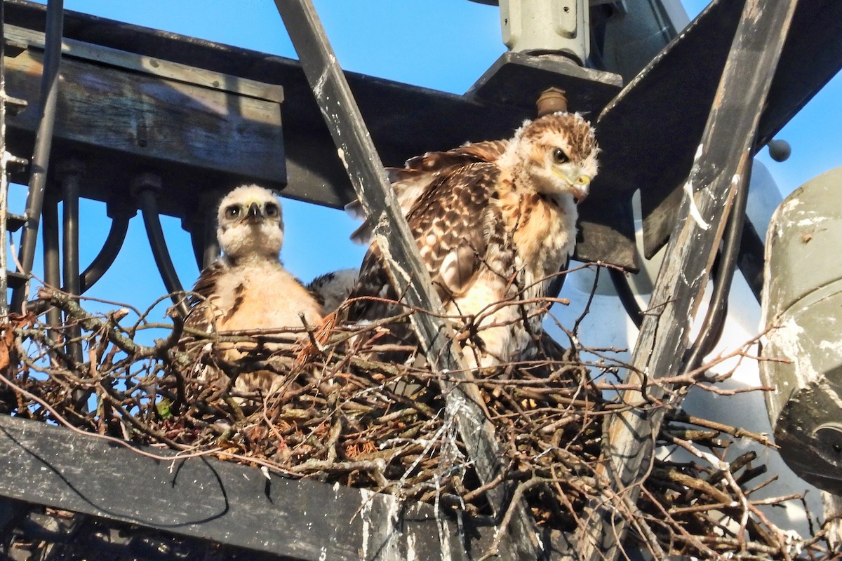 Red-tailed Hawk - Anne Ensign