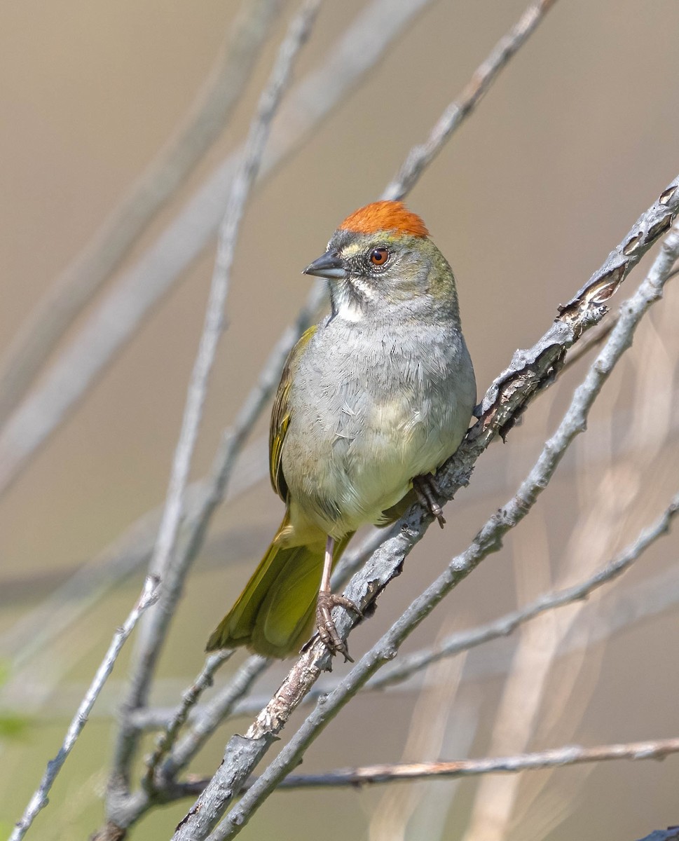 Green-tailed Towhee - ML619161453