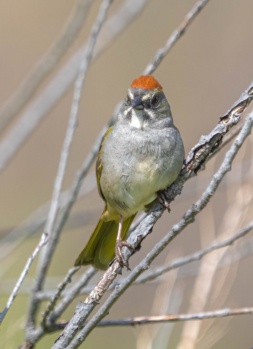 Green-tailed Towhee - ML619161454