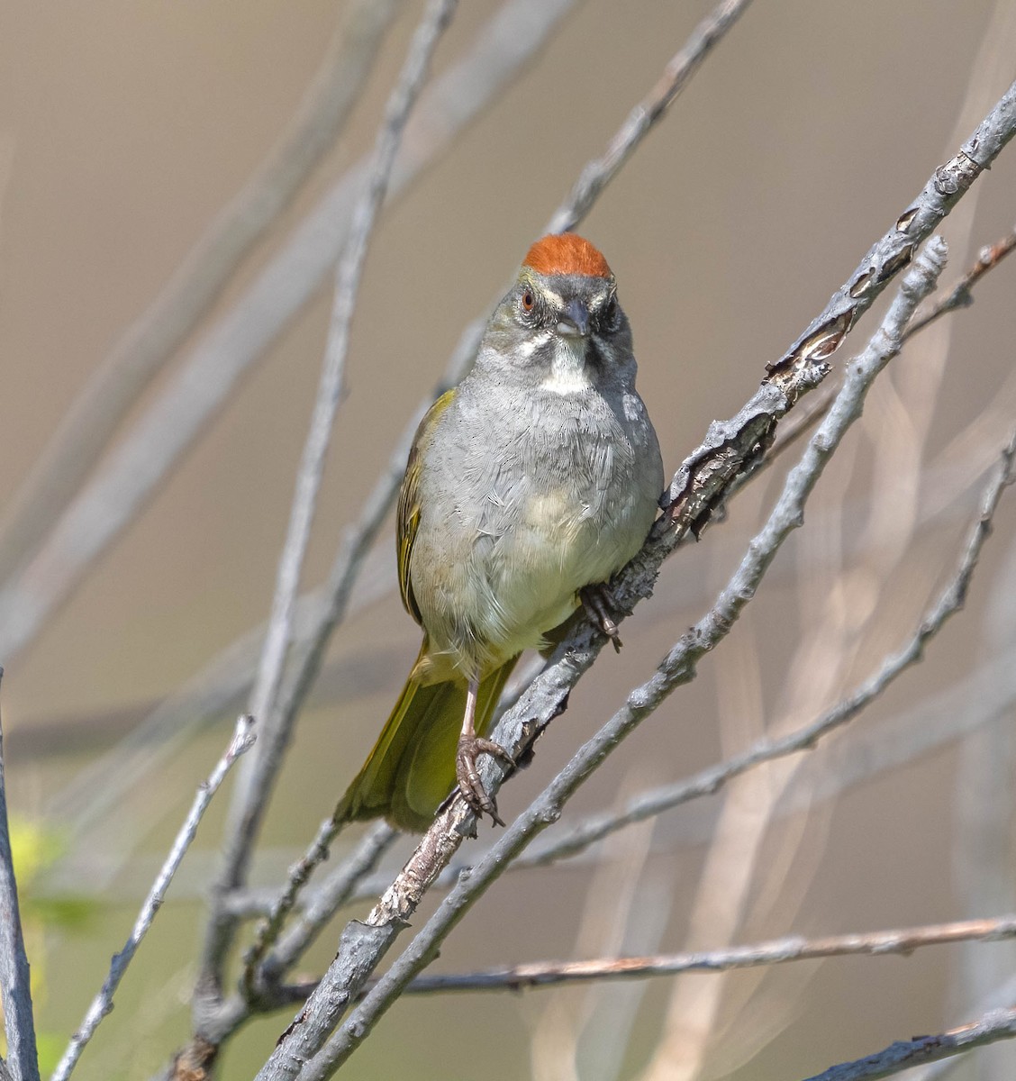 Green-tailed Towhee - Courtney Rella
