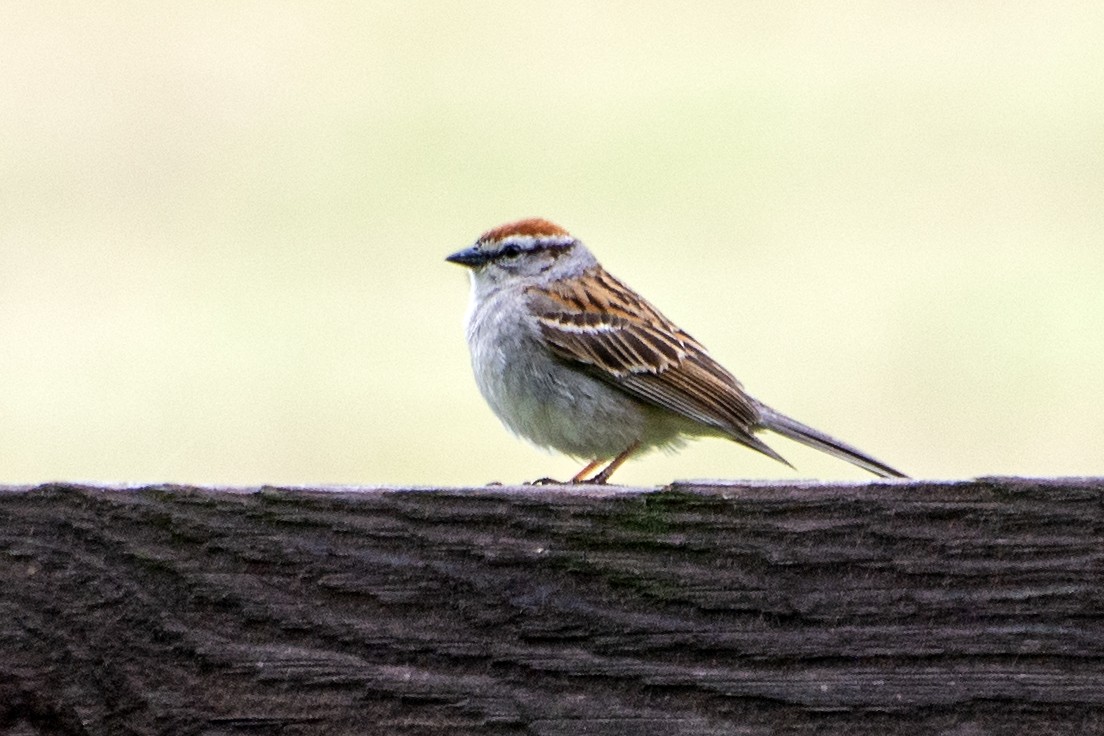 Chipping Sparrow - Donna Wadsley
