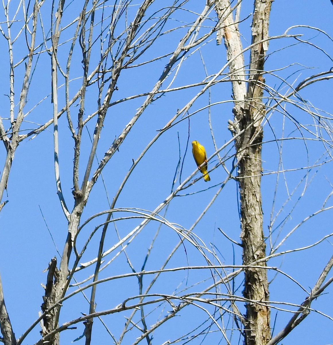 Yellow Warbler - ML619161462