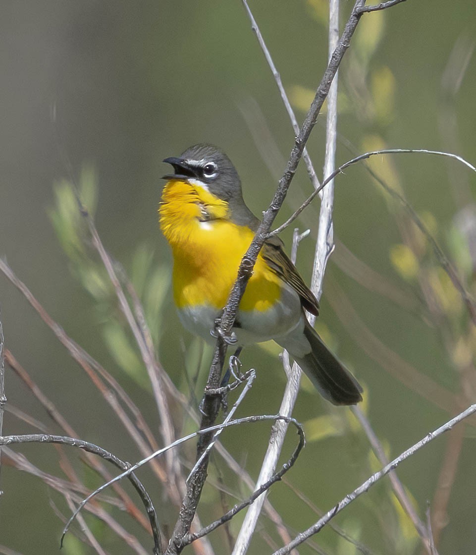 Yellow-breasted Chat - Courtney Rella