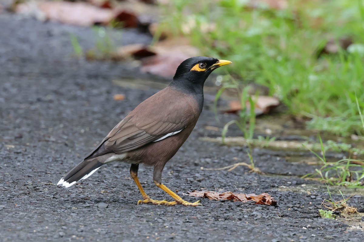 Common Myna - Peter Christiaen