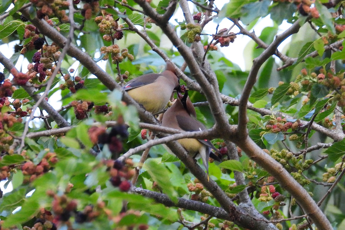 Cedar Waxwing - Anne Ensign