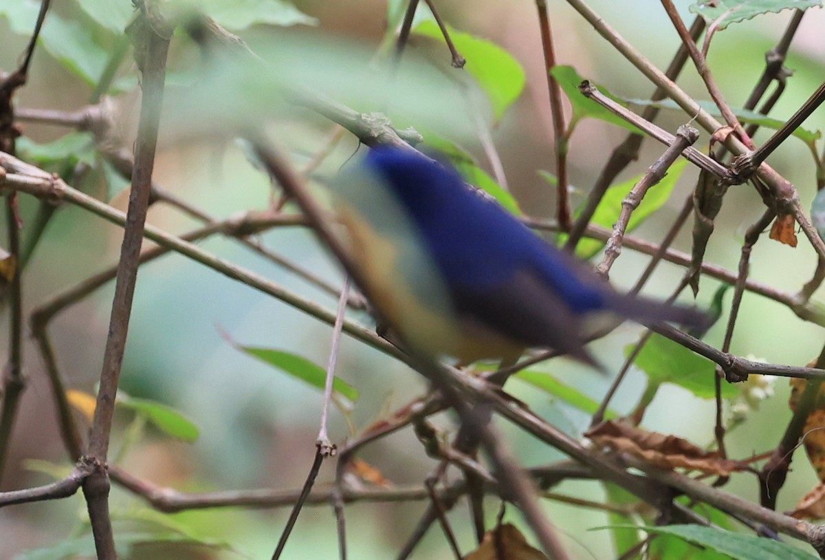 Pygmy Flycatcher - ML619161492