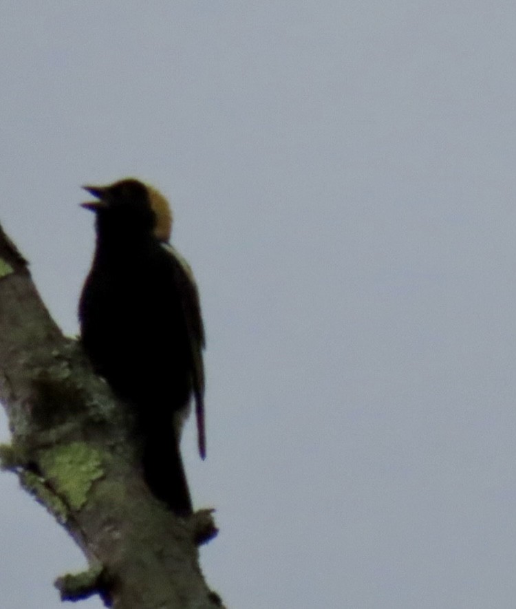 Bobolink - ML619161509