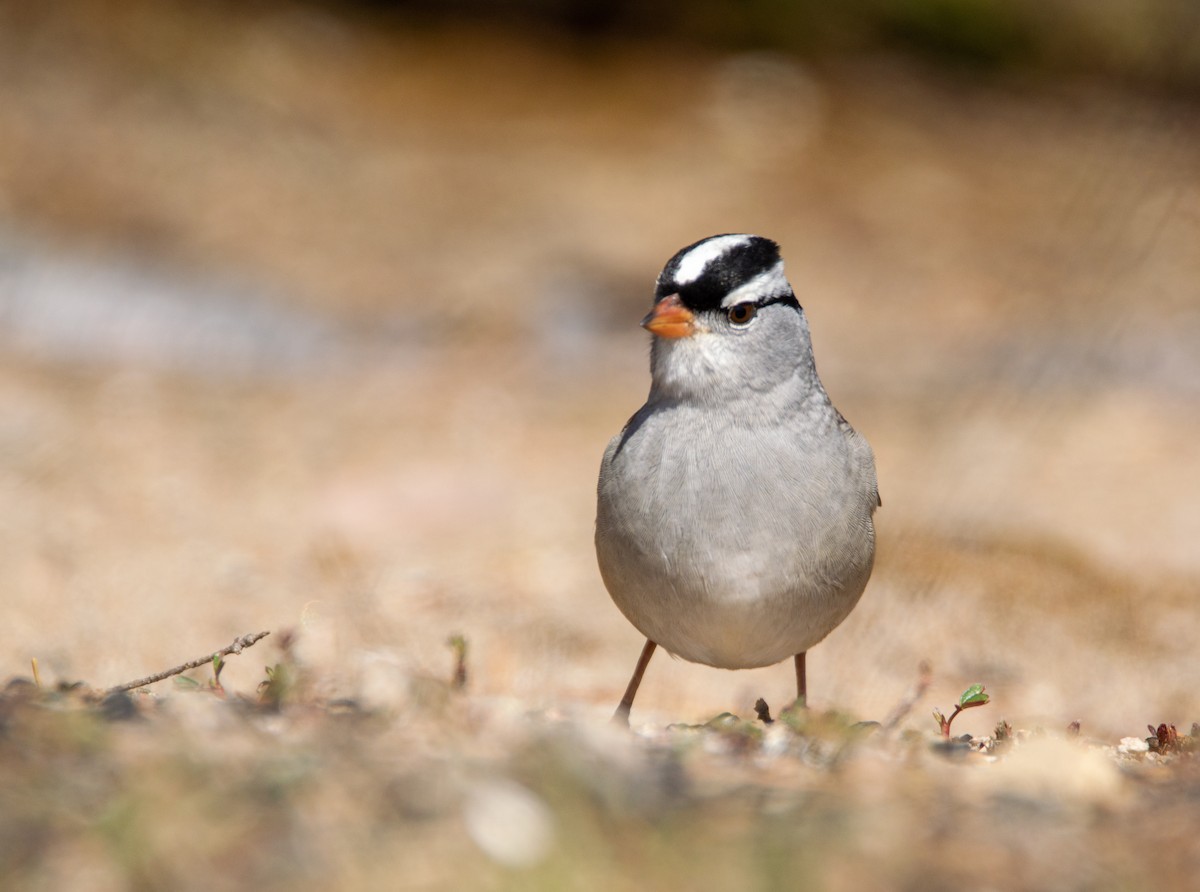 White-crowned Sparrow - Laurent Bédard