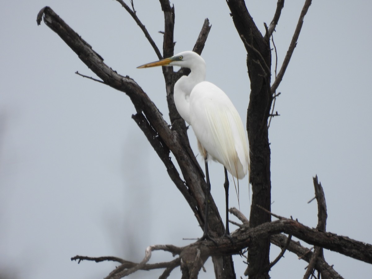 Great Egret - ML619161530