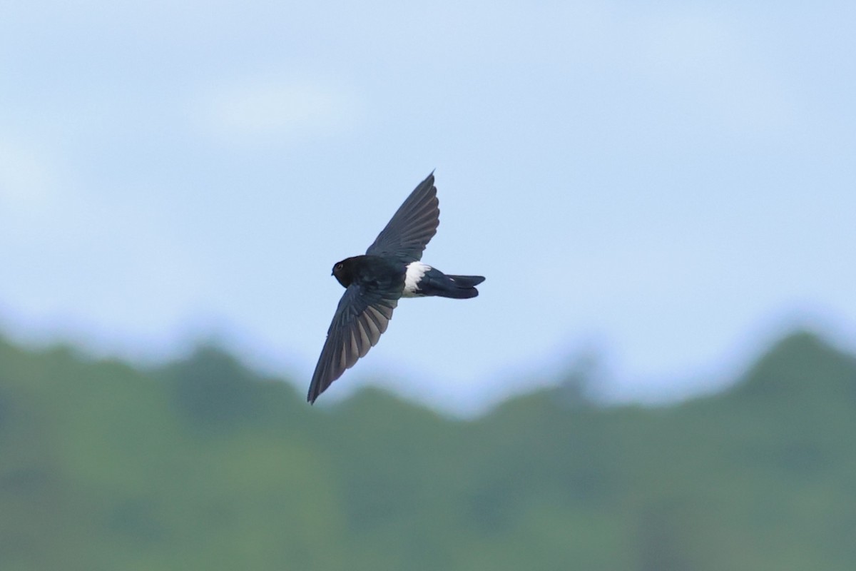 Satin Swiftlet - ML619161537