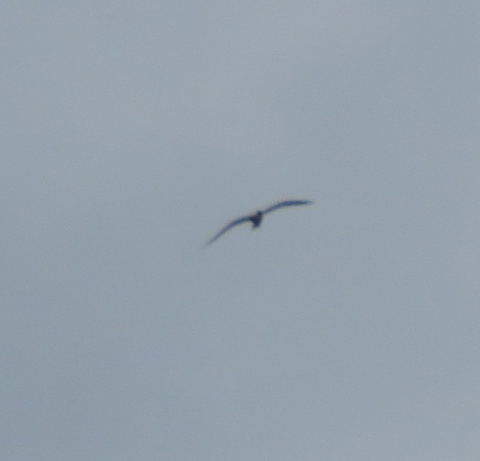 Caspian Tern - ML619161539