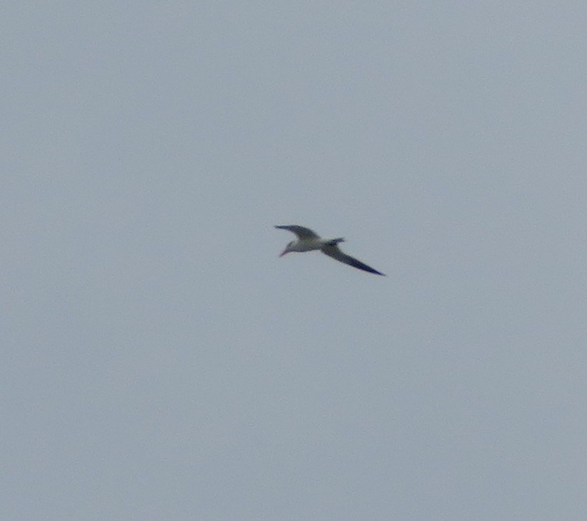 Caspian Tern - ML619161540