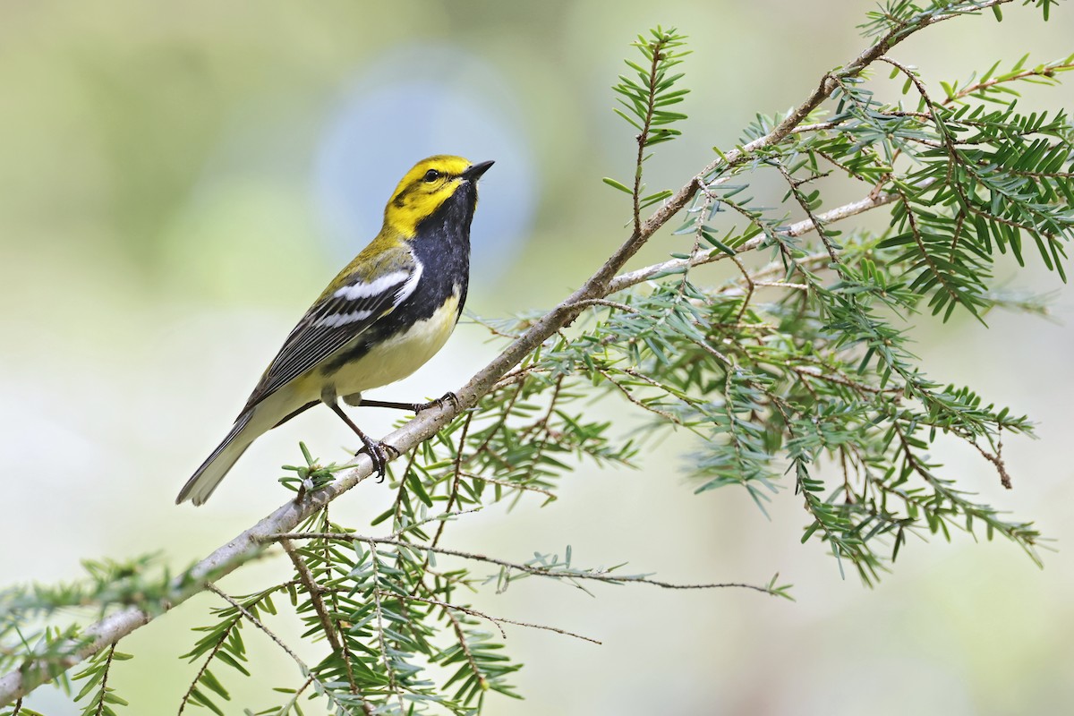 Black-throated Green Warbler - ML619161549