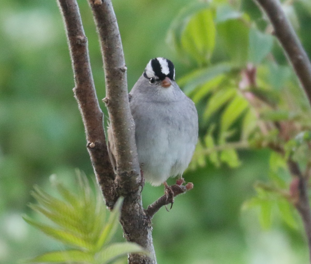 White-crowned Sparrow (Dark-lored) - Bobby Brown