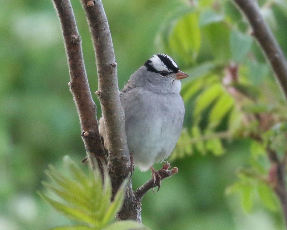White-crowned Sparrow (Dark-lored) - Bobby Brown