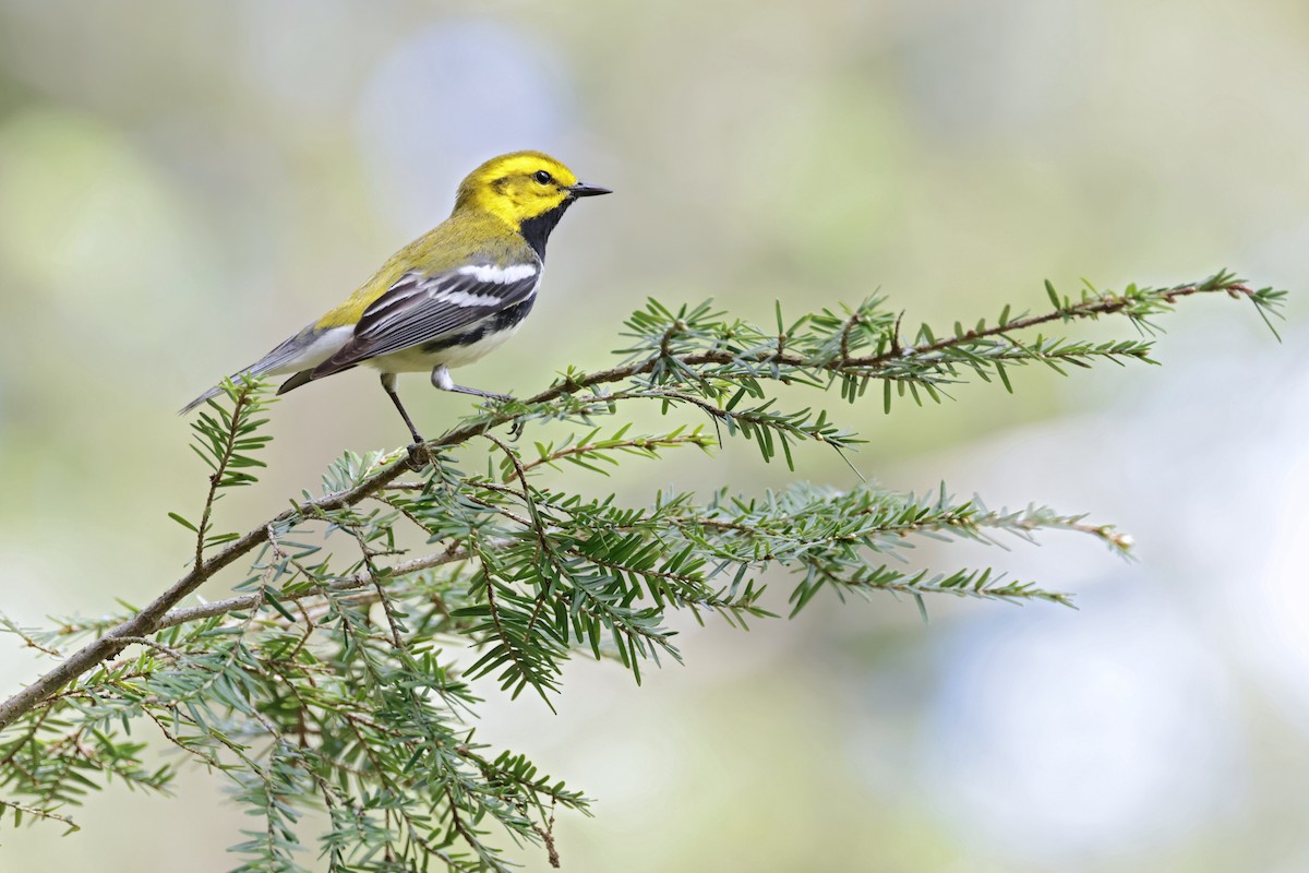 Black-throated Green Warbler - Nathan Wall