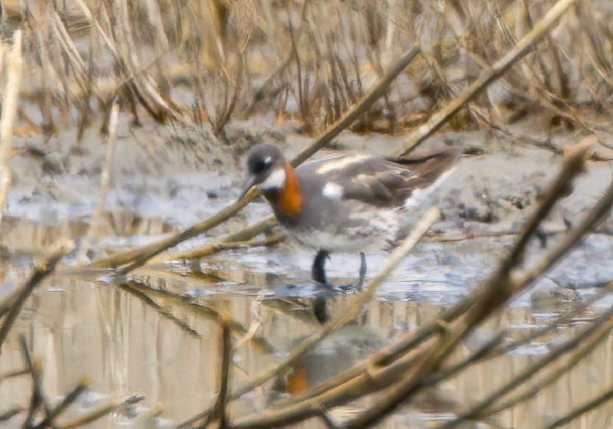 Red-necked Phalarope - Steve Colwell