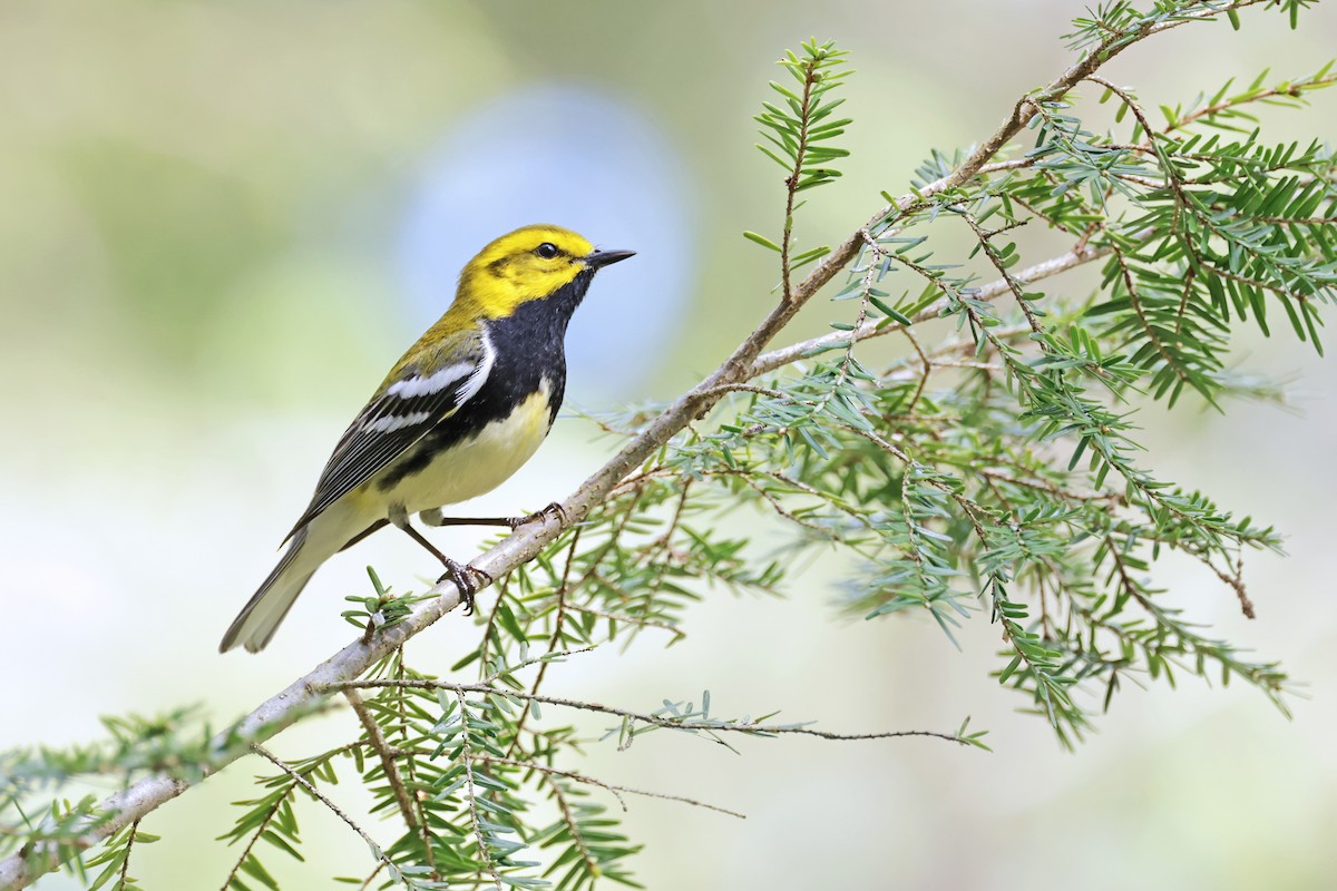 Black-throated Green Warbler - Nathan Wall