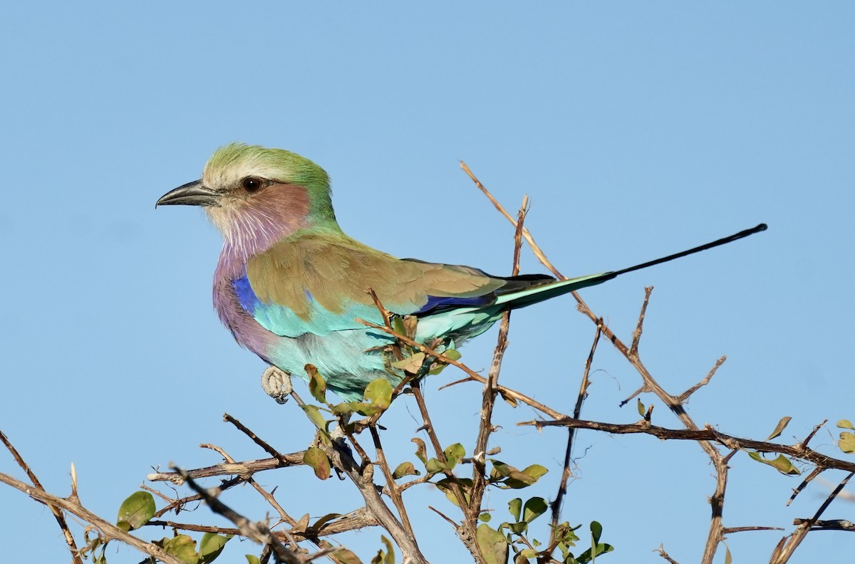 Lilac-breasted Roller - Anthony Schlencker