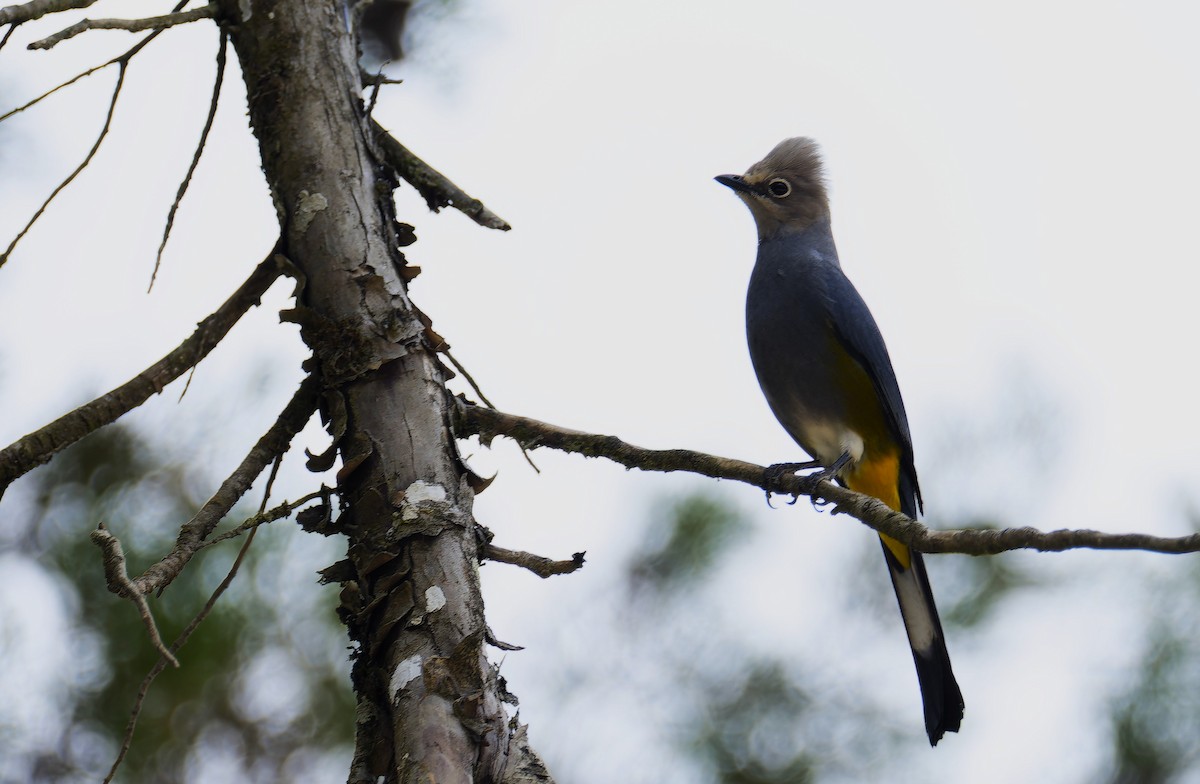 Gray Silky-flycatcher - Luic Mateo