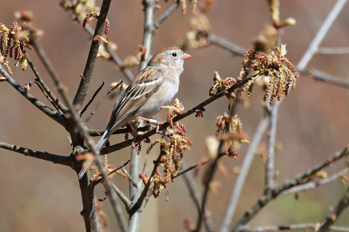 Field Sparrow - Nathan Wall